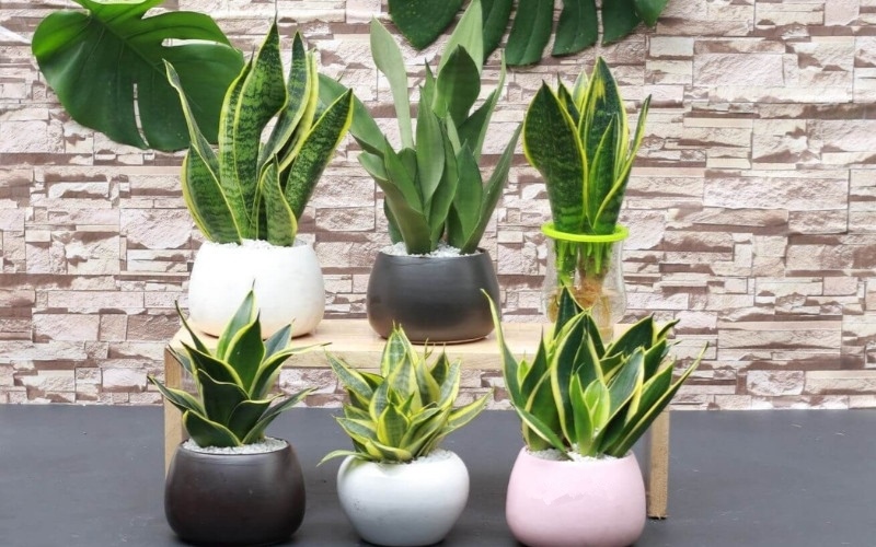 Cây để bàn hợp mệnh kim