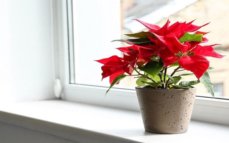 Cây Trạng Nguyên với sắc đỏ nổi bật, tượng trưng cho công danh, thăng tiến và thành công trong sự nghiệp