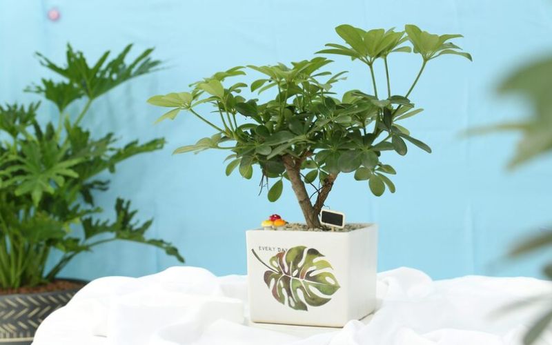 Cây Ngũ Gia Bì với tán lá xanh đẹp mắt, mang ý nghĩa tài lộc, bình an và cân bằng năng lượng