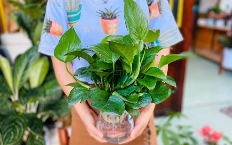 Chậu Trầu Bà phong thủy đặt trên bàn văn phòng hiện đại, dễ phát triển trong môi trường ít ánh sáng