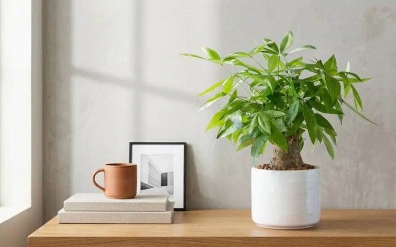 Chậu Kim Ngân phong thủy đặt trong văn phòng giúp người mệnh Hỏa thu hút vượng khí và tạo không gian làm việc xanh mát