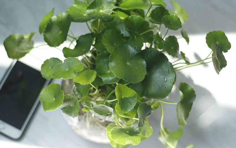 Cỏ Đồng Tiền với những chiếc lá tròn xanh mát, tượng trưng cho bình an, tài lộc và ý chí vươn lên