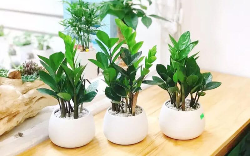 Chậu Kim Tiền phong thủy đặt trên bàn văn phòng hiện đại, dễ chăm sóc và phù hợp với người mệnh Hỏa