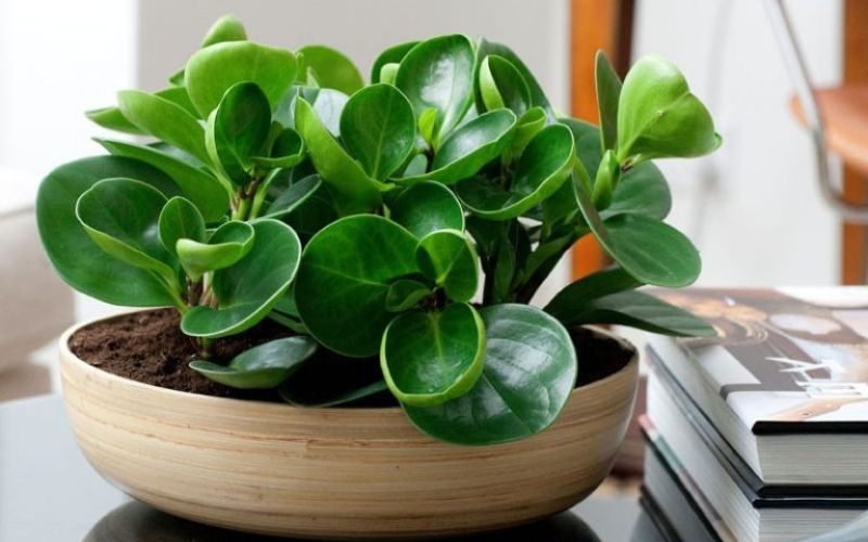 Cây Trường Sinh để bàn làm việc mệnh Hỏa mang ý nghĩa bền vững, may mắn và phát triển lâu dài