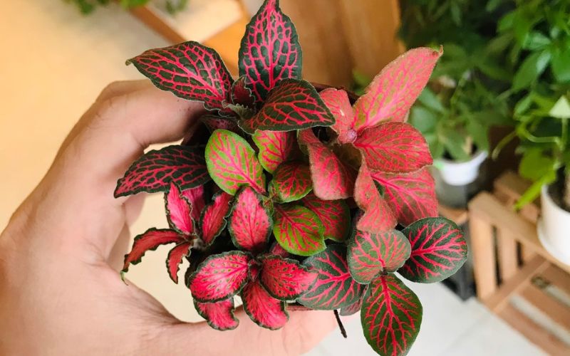 Cây Cẩm Nhung Đỏ nhỏ xinh phù hợp đặt bàn làm việc người mệnh Hỏa, dễ chăm sóc và thích hợp với môi trường ít ánh sáng