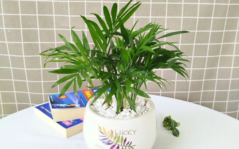 Chậu Cau Tiểu Trâm nhỏ gọn phù hợp bàn làm việc văn phòng, hỗ trợ cân bằng năng lượng cho người mệnh Hỏa
