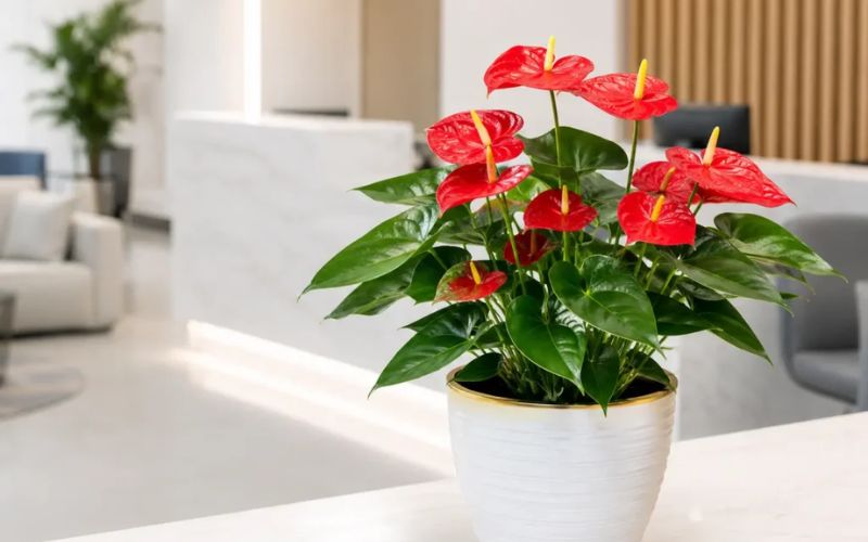 Cây Hồng Môn để bàn làm việc hợp mệnh Hỏa với hoa đỏ rực rỡ, mang ý nghĩa may mắn, nhiệt huyết và thu hút tài lộc