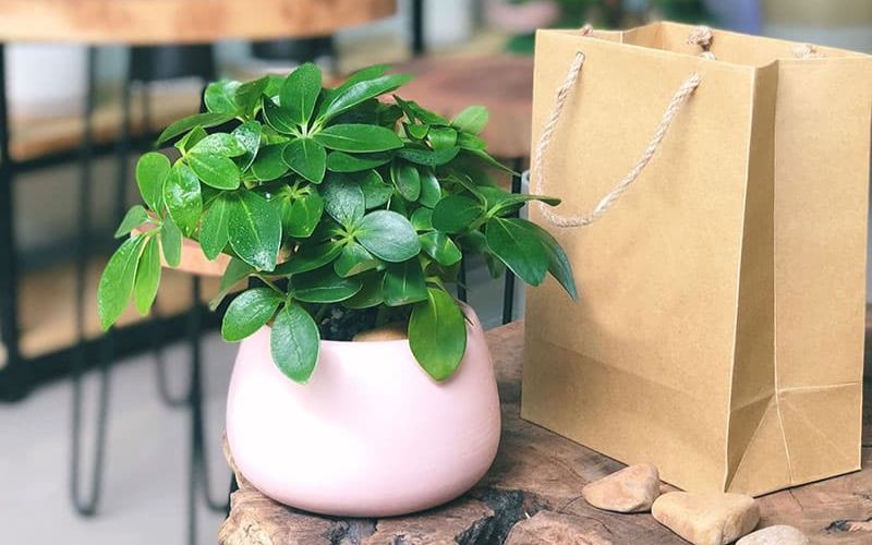 Cây Ngũ Gia Bì trang trí bàn làm việc hiện đại, phù hợp người mệnh Mộc và dễ chăm sóc