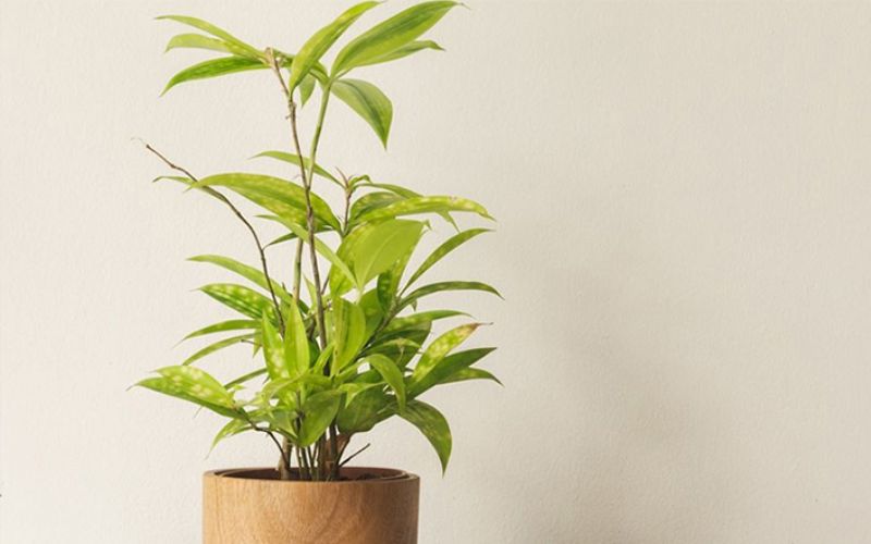 Cây Trúc Nhật để bàn hợp mệnh Mộc với dáng thanh mảnh, mang ý nghĩa may mắn và sự kiên cường