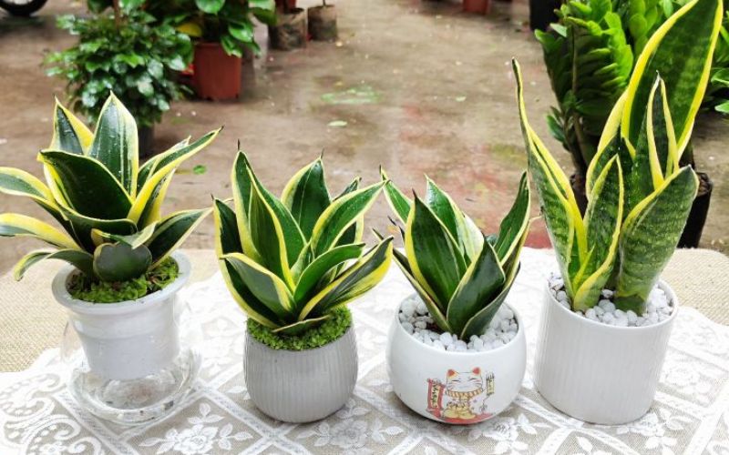 Chậu Lưỡi Hổ nhỏ đặt trên bàn làm việc, phù hợp người mệnh Mộc nhờ dễ chăm sóc và chịu thiếu sáng tốt