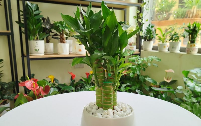 Cây Phát Tài để bàn hợp mệnh Mộc với thân thẳng và tán lá xanh, tượng trưng cho tài lộc và sự thăng tiến trong công việc