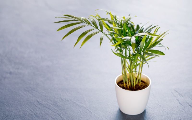 Cây Cau Tiểu Trâm để bàn làm việc hợp mệnh Mộc với dáng cây thanh thoát, tạo cảm giác thư giãn