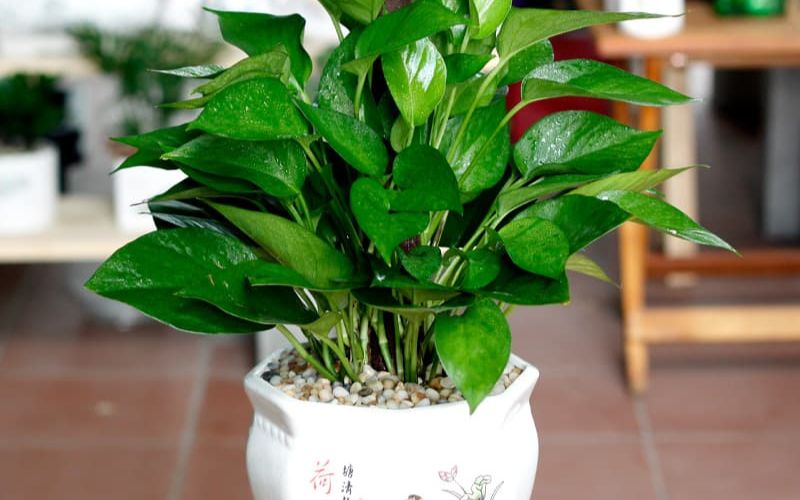 Cây Vạn Niên Thanh với lá xanh bóng giúp thanh lọc không khí và tạo không gian làm việc xanh mát
