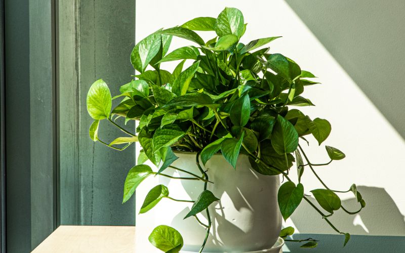 Cây Trầu Bà để bàn hợp mệnh Mộc với lá xanh tươi, giúp thanh lọc không khí và tăng sinh khí cho văn phòng