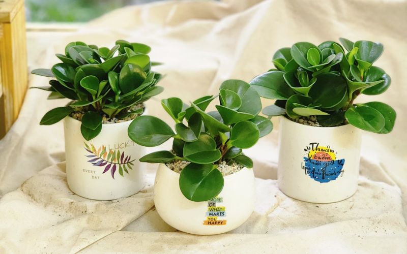 Chậu cây Trường Sinh nhỏ gọn trang trí bàn làm việc văn phòng, có khả năng chịu hạn và dễ chăm sóc