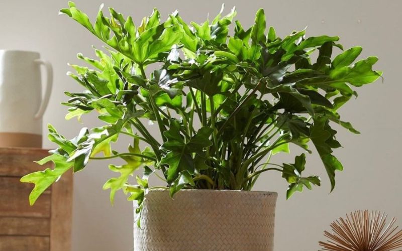 Chậu Trầu Bà Tay Phật trong văn phòng hiện đại giúp tạo điểm nhấn xanh ấn tượng và tăng giá trị thẩm mỹ