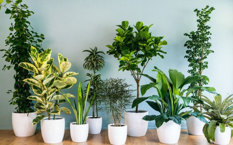 Một số loại cây phong thủy để bàn làm việc hợp mệnh Mộc