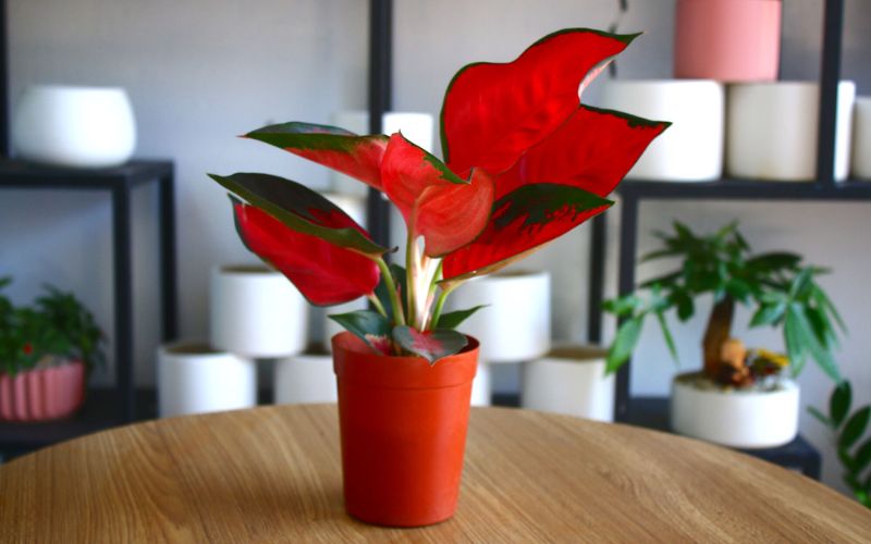 Chậu cây màu đỏ kết hợp cây phong thủy mệnh Hỏa giúp tăng vượng khí, thu hút may mắn