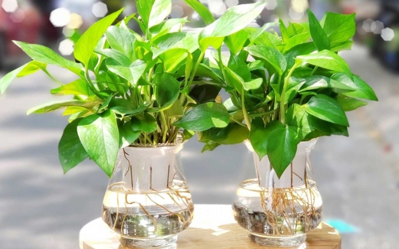 cây để bàn làm việc hợp mệnh Mộc
