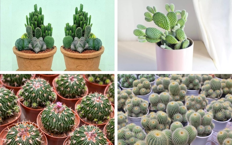 Mệnh Thổ hợp cây gì để bàn làm việc? Cây Xương Rồng cũng là một đề cử nổi bật