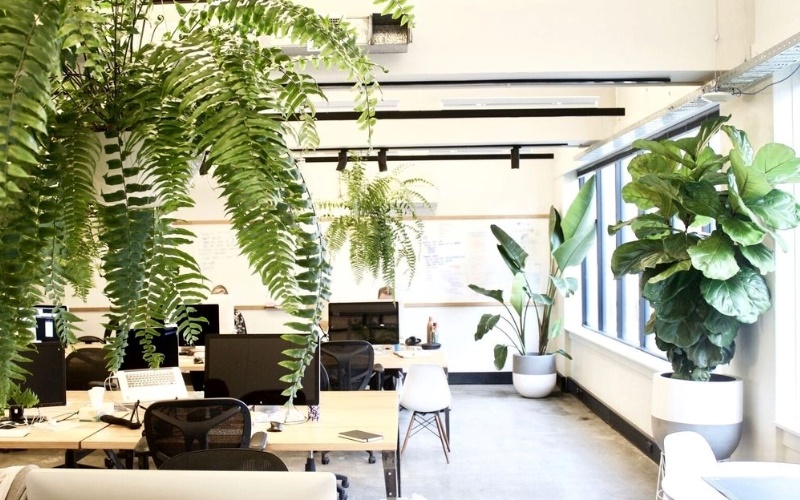 Thiết kế văn phòng 100m2 không gian xanh