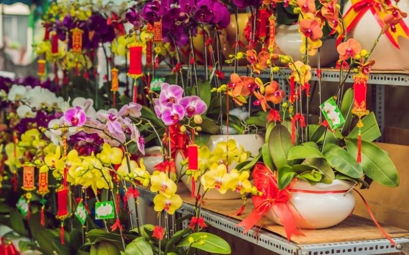 Chậu Lan Hồ Điệp sang trọng trang trí Tết cho văn phòng