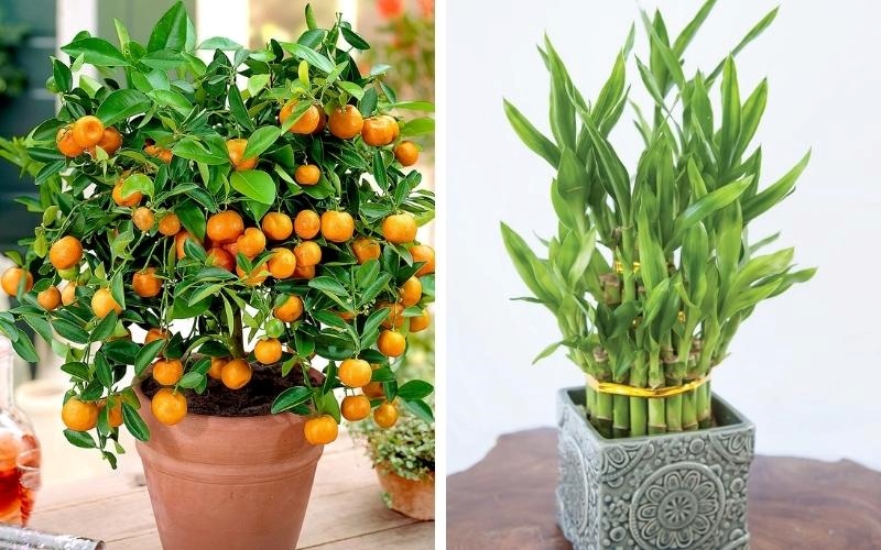 Trang trí Tết cho văn phòng với các loại cây cảnh may mắn đặc trưng