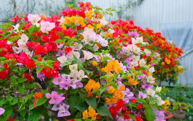 Hoa Giấy Ngũ Sắc trang trí Tết cho văn phòng có nhiều ánh nắng