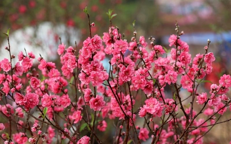 Trang trí văn phòng Tết không thể thiếu đi cành Đào