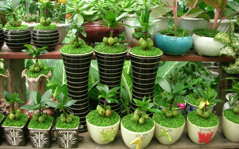 Cây để bàn làm việc hợp mệnh Mộc đem lại may mắn