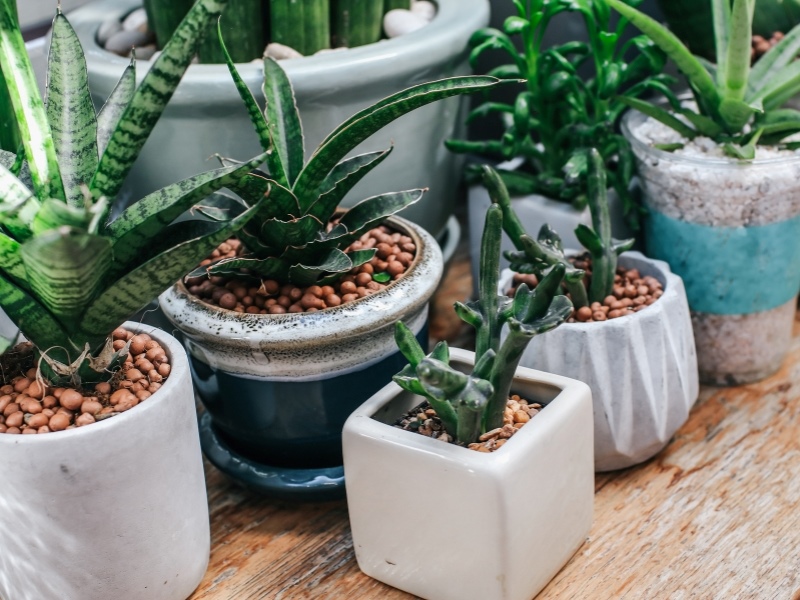 cây để bàn làm việc