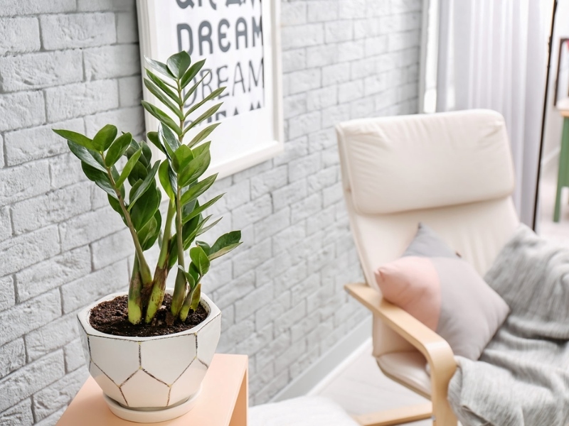 Cây Kim Tiền là loại cây phong thủy để bàn mang lại tài lộc