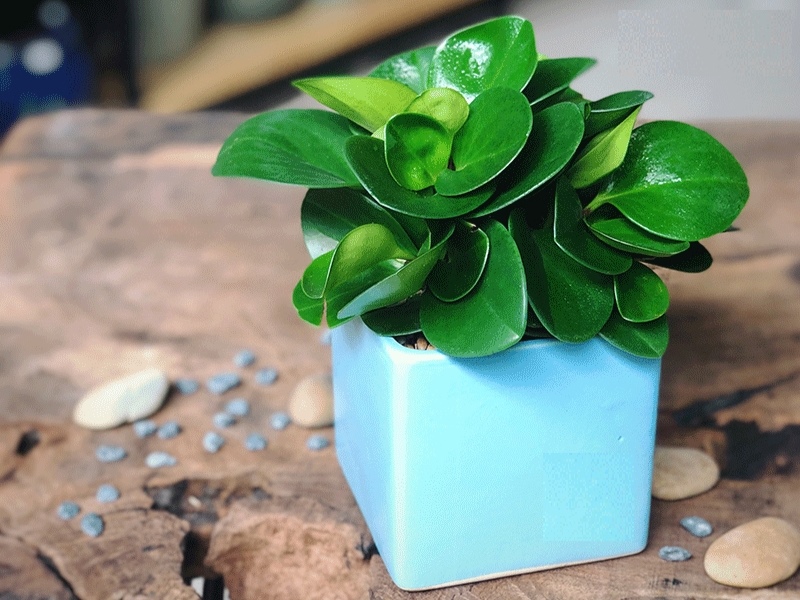 Cây Trường Sinh là loại cây kiểng để bàn mang ý nghĩa bền vững