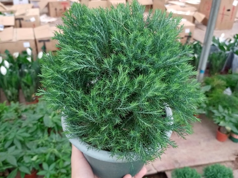 Cây Tùng Bồng Lai mang lại những cơ hội bất ngờ cho sự nghiệp