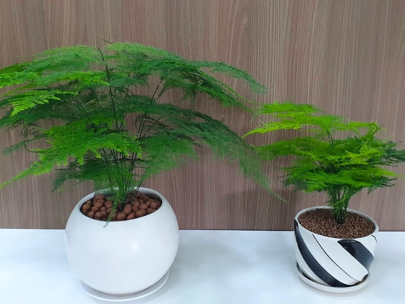 Cây Thủy Tùng là loại cây để bàn làm việc dễ trồng