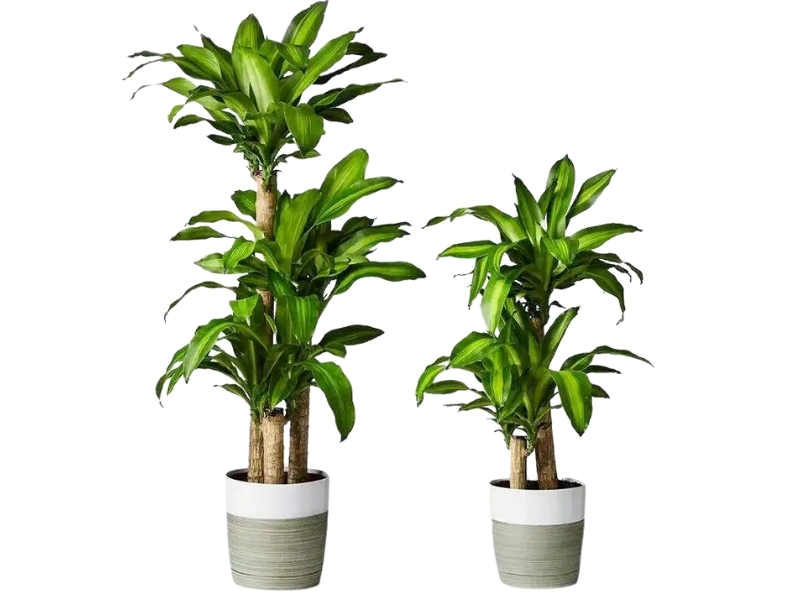 Phát Tài Khúc mang lại nhiều may mắn cho công việc