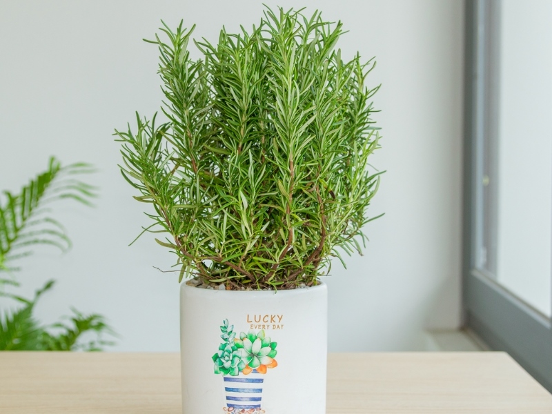 Cây Hương Thảo là cây để bàn làm việc có mùi thơm