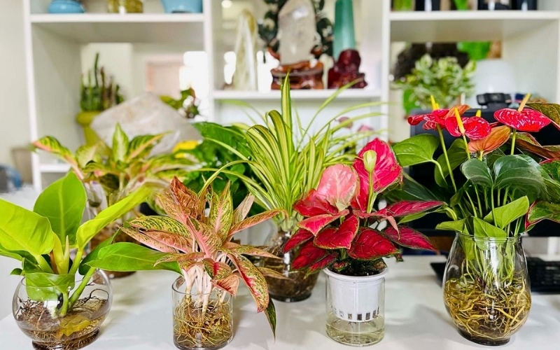 Cây thủy sinh để bàn giúp cho không gian thêm sinh động