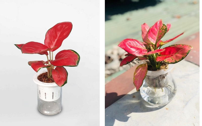Chậu cây Vạn Lộc đỏ thủy sinh rất được ưa chuộng