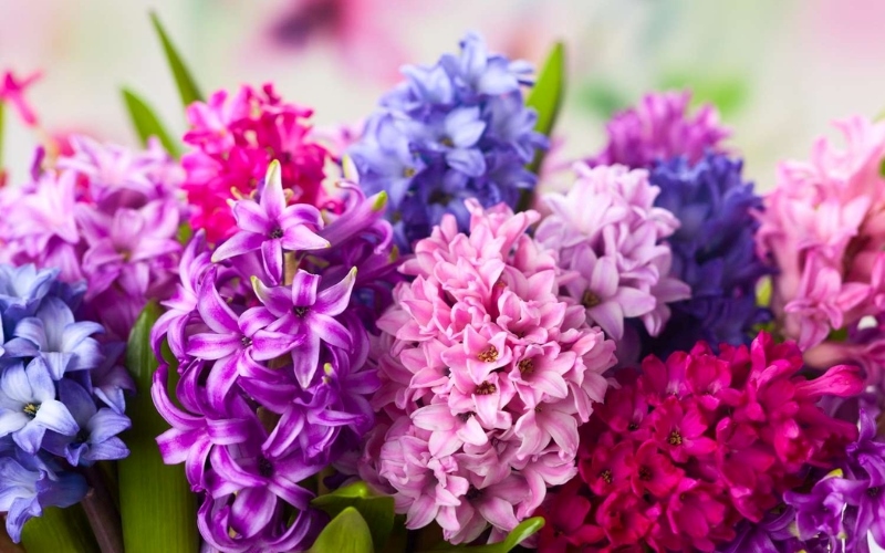 Hoa Dạ Lan Hương đầy màu sắc