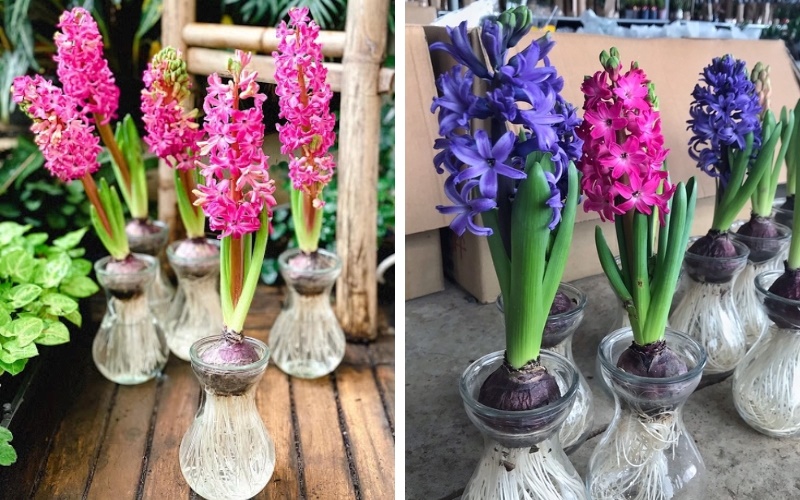 Cây Hoa Dạ Lan Hương trồng kiểu thủy sinh độc đáo