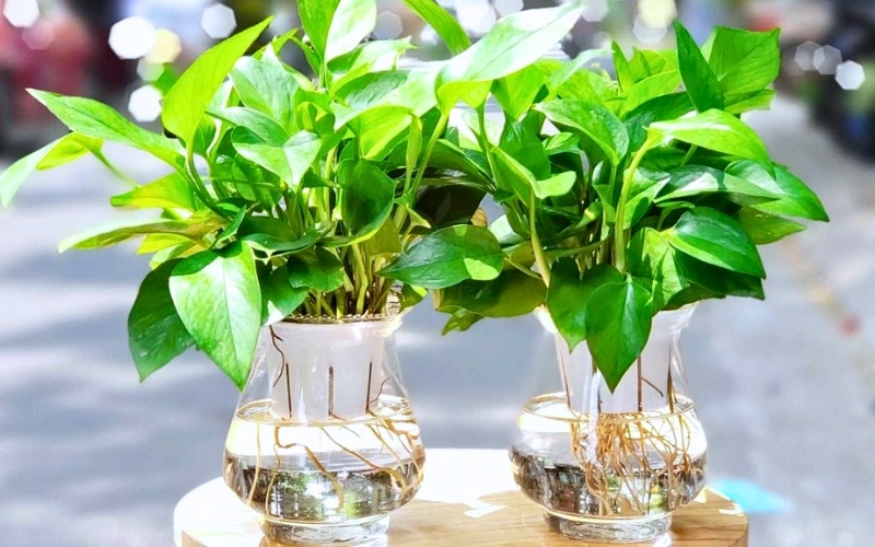 Chậu Trầu Bà thanh nhã cho không gian văn phòng