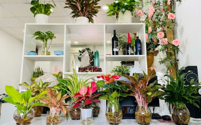 Cây thủy sinh để bàn làm việc không cần sử dụng đất