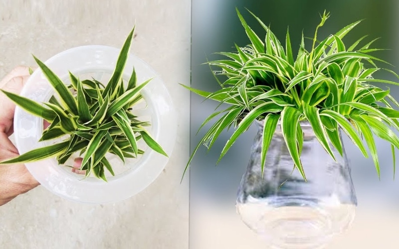 Cây Cỏ Lan Chi là biểu tượng của sự bền bỉ