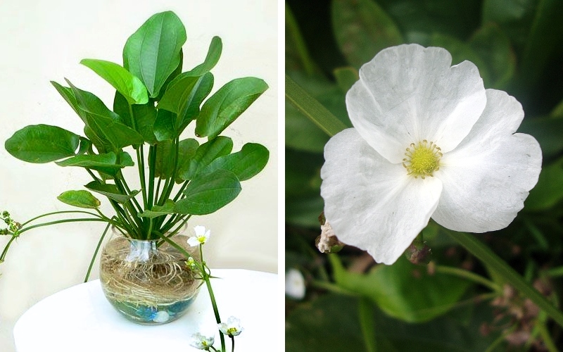 Cây Bách Thủy Tiên mang đến may mắn và niềm vui cho người trồng