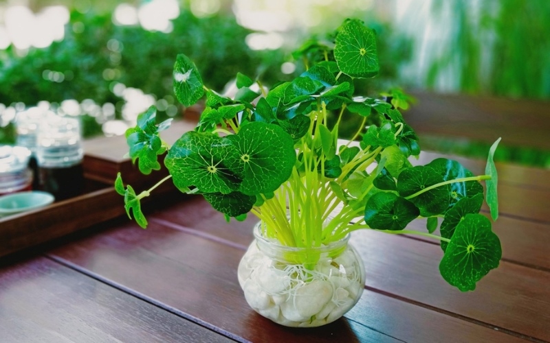 Cây Rau Má Cảnh xinh xắn cho bàn làm việc