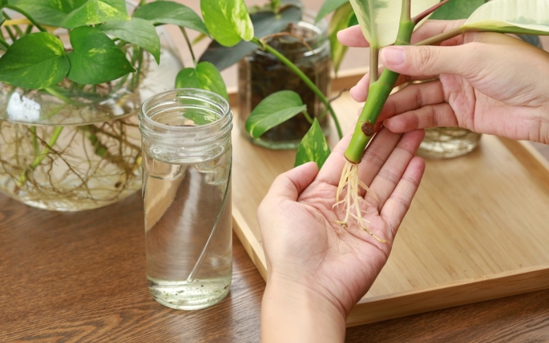 Chăm sóc cây thủy sinh để bàn làm việc đúng cách giúp cây tươi tốt
