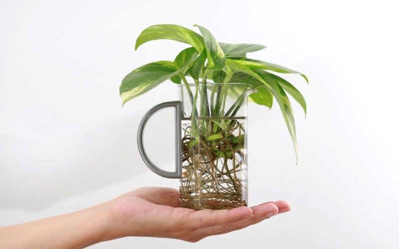 Chọn cây thủy sinh để bàn cần phù hợp với không gian để không gây cản trở
