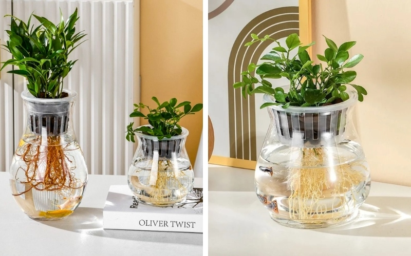Cây để bàn thủy sinh có vẻ đẹp bắt mắt và gọn gàng