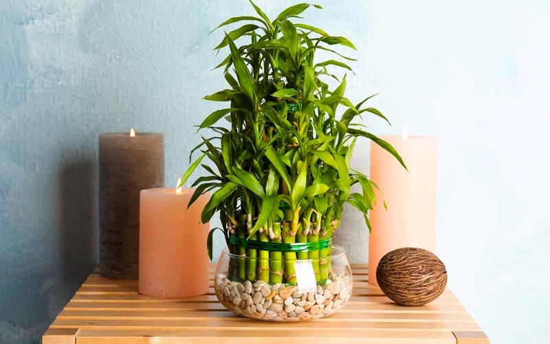 Bạn có thể yêu cầu đơn vị thiết kế văn phòng trang trí cây thủy sinh nếu thích